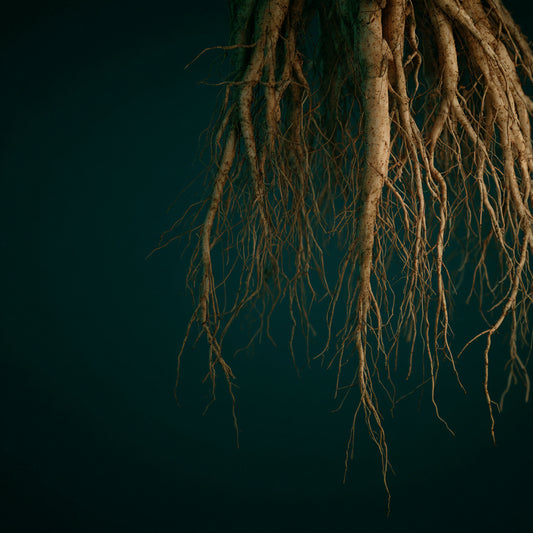Vetiver Root CO₂ Wax – product image 2
