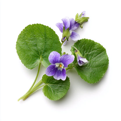 Violet Leaf Wax | Viola Odorata | Green, powdery aroma with soothing, antioxidant, and heart-balancing properties for skincare and perfumery.