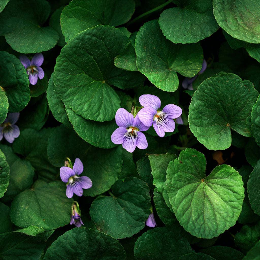 Violet Leaf Wax | Viola Odorata | Green, powdery aroma with soothing, antioxidant, and heart-balancing properties for skincare and perfumery.