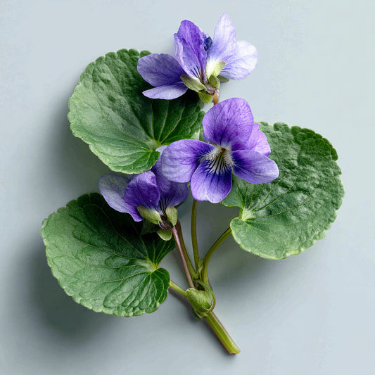 Violet Leaf Wax | Viola Odorata | Green, powdery aroma with soothing, antioxidant, and heart-balancing properties for skincare and perfumery.
