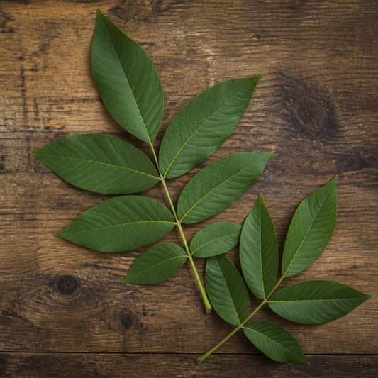 Walnut Leaves CO₂ Total Extract | Juglans Regia | For Skincare, Haircare & Botanical Formulations