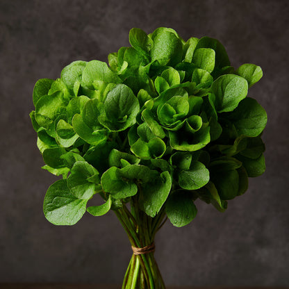 Botanica Gaia Bio Watercress Seed Carrier Oil | Nasturtium officinale | For Skincare and Haircare