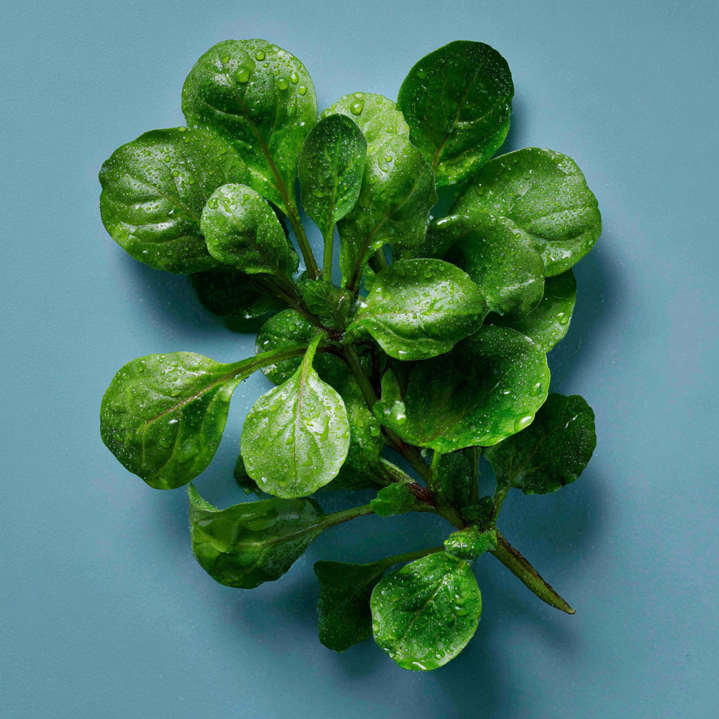 Botanica Gaia Bio Watercress Seed Carrier Oil | Nasturtium officinale | For Skincare and Haircare