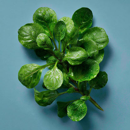 Botanica Gaia Bio Watercress Seed Carrier Oil | Nasturtium officinale | For Skincare and Haircare