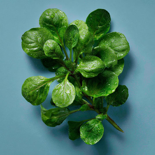 Botanica Gaia Bio Watercress Seed Carrier Oil – product image 2
