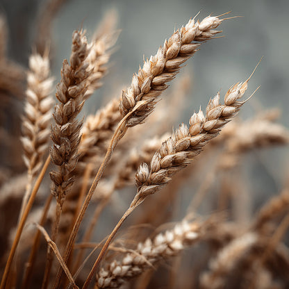 Botanica Gaia Bio Wheat Bran CO₂ Extract Oil | CO2 Extraction | Triticum Aestivum | Rich in Vitamin E and Natural UV protector