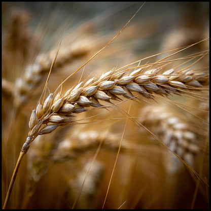 Botanica Gaia Bio Wheat Bran CO₂ Extract Oil | CO2 Extraction | Triticum Aestivum | Rich in Vitamin E and Natural UV protector