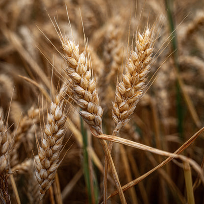 Botanica Gaia Bio Wheat Bran CO₂ Extract Oil | CO2 Extraction | Triticum Aestivum | Rich in Vitamin E and Natural UV protector