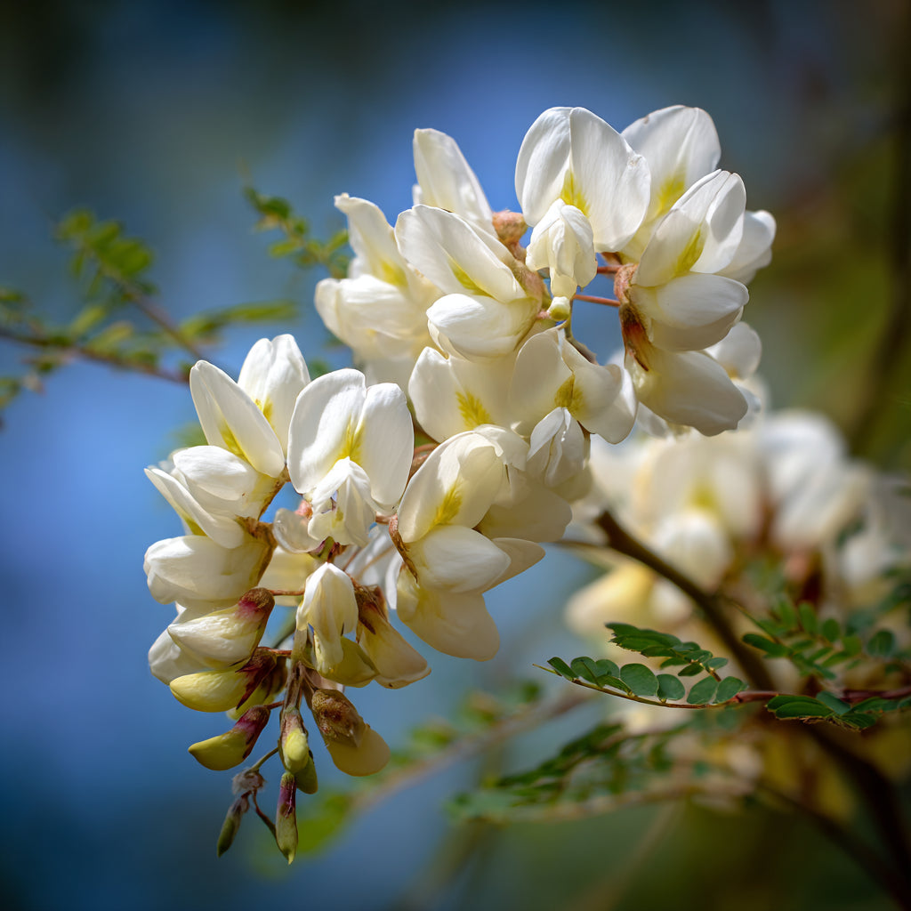 Botanica Gaia Bio White Acacia CO₂ Absolute | Robinia Pseudoacacia | Supercritical CO2 Extraction | Premium Quality | For Aromatherapy, Skincare and Perfume
