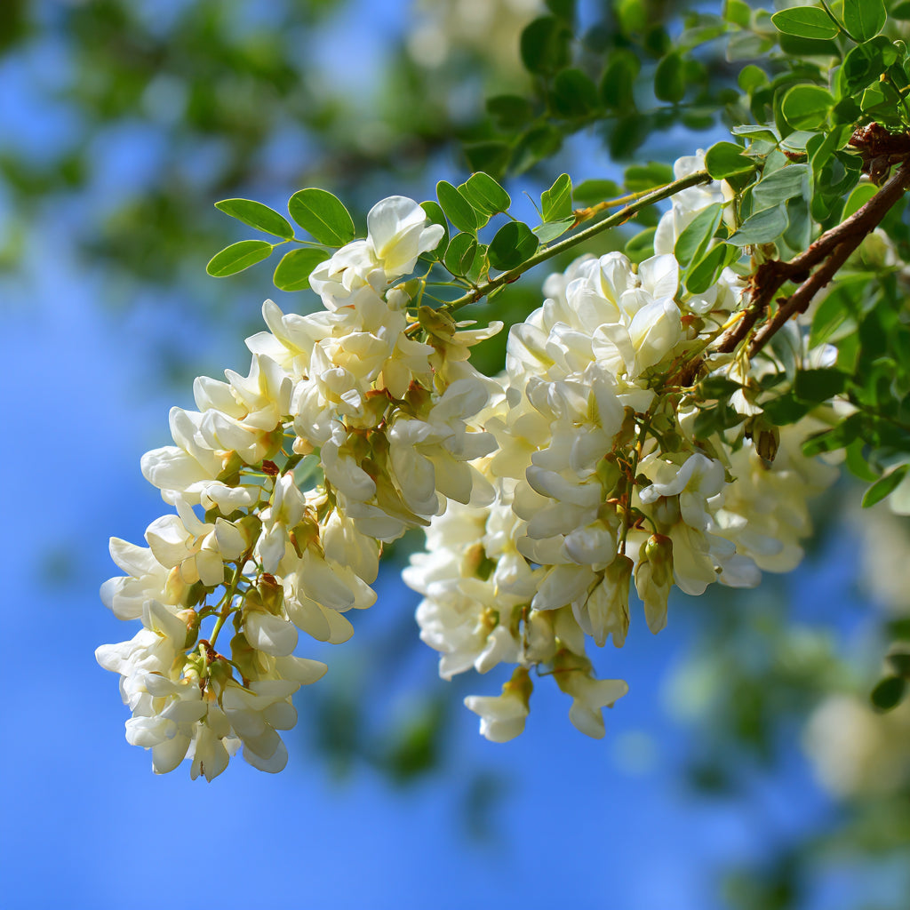 Botanica Gaia Bio White Acacia CO₂ Absolute | Robinia Pseudoacacia | Supercritical CO2 Extraction | Premium Quality | For Aromatherapy, Skincare and Perfume