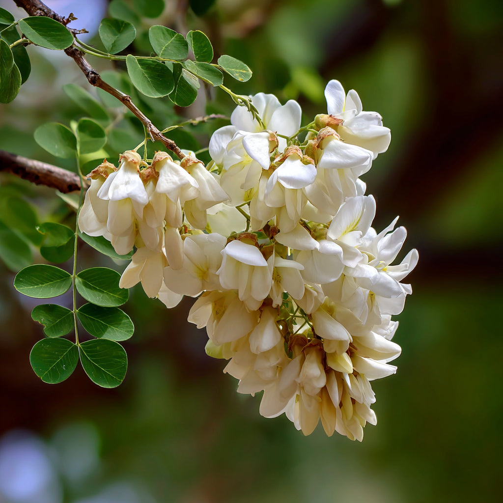 Botanica Gaia Bio White Acacia CO₂ Absolute | Robinia Pseudoacacia | Supercritical CO2 Extraction | Premium Quality | For Aromatherapy, Skincare and Perfume