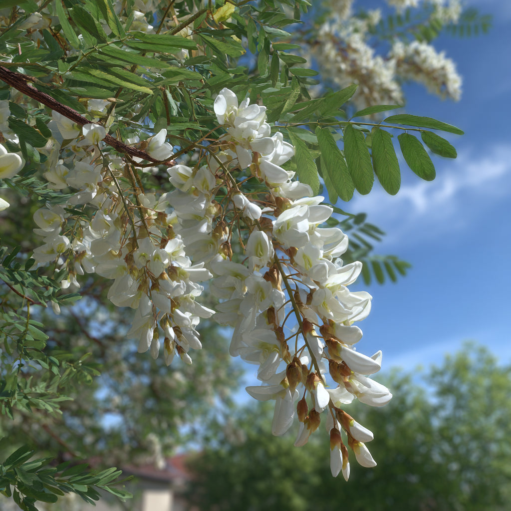 Botanica Gaia Bio White Acacia CO₂ Absolute | Robinia Pseudoacacia | Supercritical CO2 Extraction | Premium Quality | For Aromatherapy, Skincare and Perfume