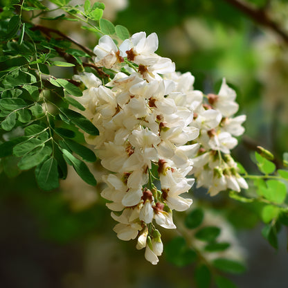 Botanica Gaia Bio White Acacia CO₂ Absolute | Robinia Pseudoacacia | Supercritical CO2 Extraction | Premium Quality | For Aromatherapy, Skincare and Perfume