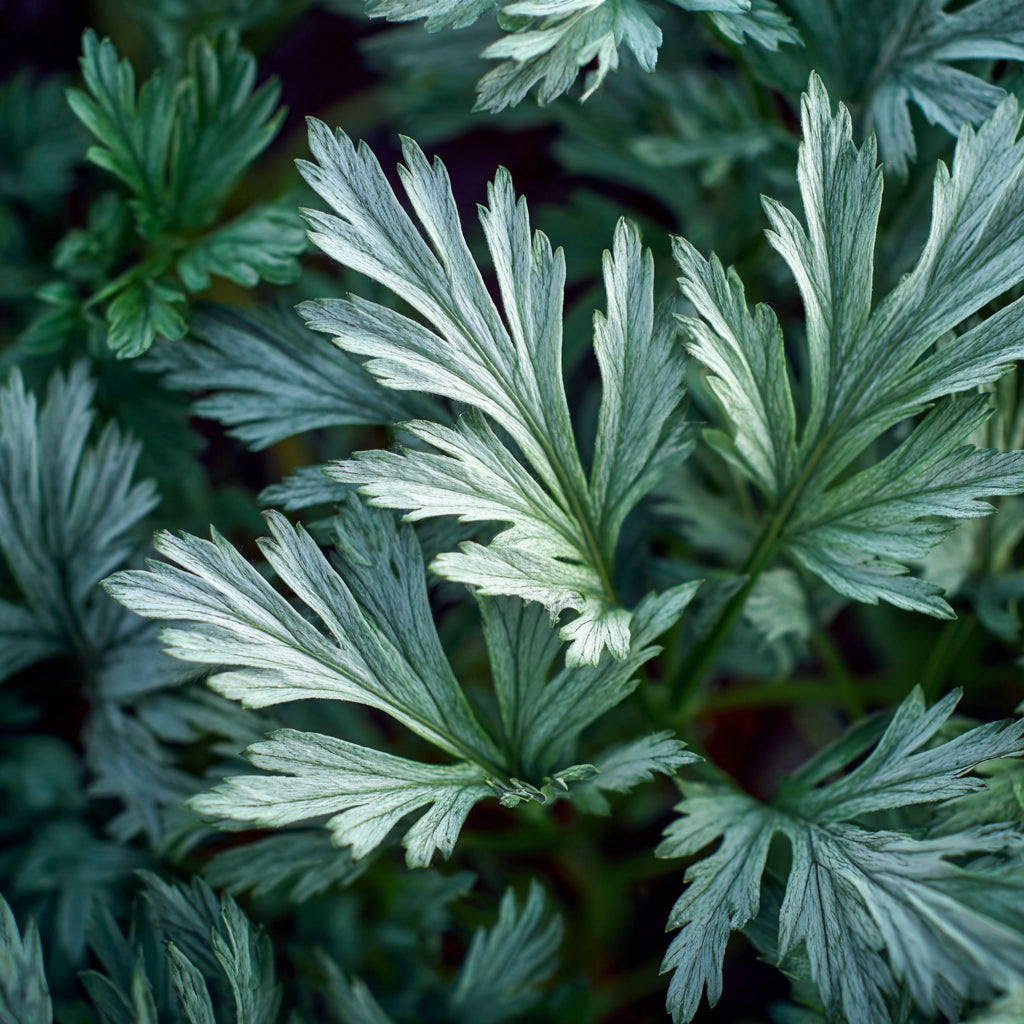 White Armoise Essential Oil | Artemisia Herba-alba