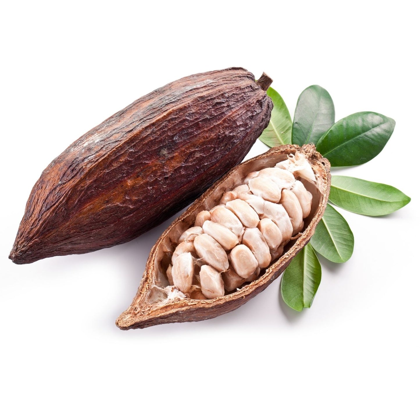 Botanica Gaia Bio White Cacao CO₂ Absolute | Supercritical CO2 Extraction | Theobroma cacao | Premium Quality | For Aromatherapy, Skincare and Perfume