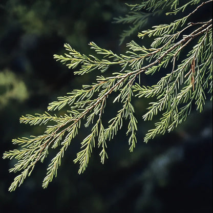 Australian White Cypress Needles Essential Oil (Callitris Glaucophylla)