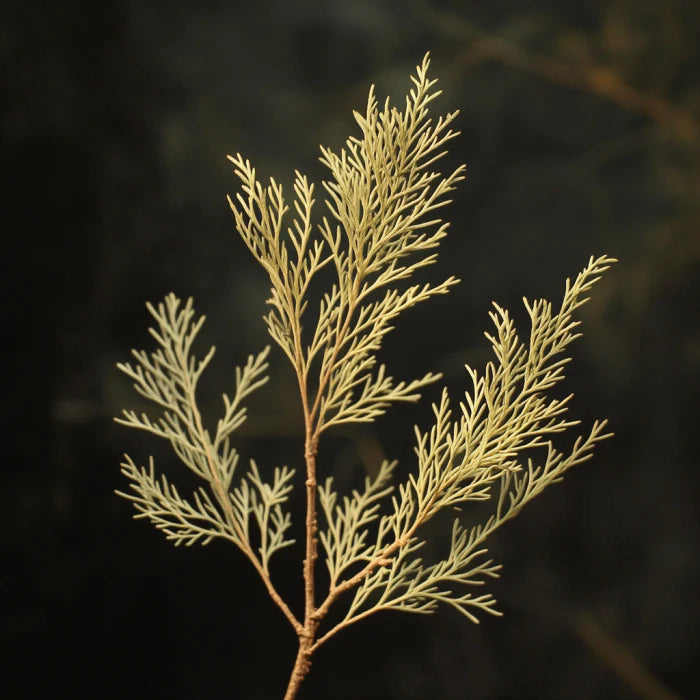 Australian White Cypress Needles Essential Oil (Callitris Glaucophylla)