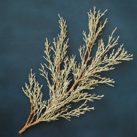Australian White Cypress Needles Essential Oil (Callitris Glaucophylla)