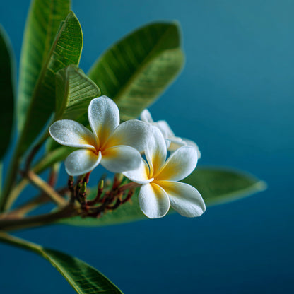 Organic Frangipani Flower Absolute Oil | Plumeria Alba | For Perfume, Incense and Aromatherapy