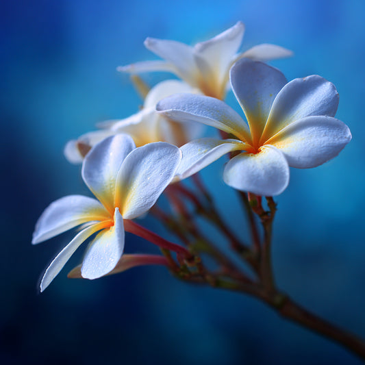 Organic Frangipani Flower Absolute Oil | Plumeria Alba | For Perfume, Incense and Aromatherapy