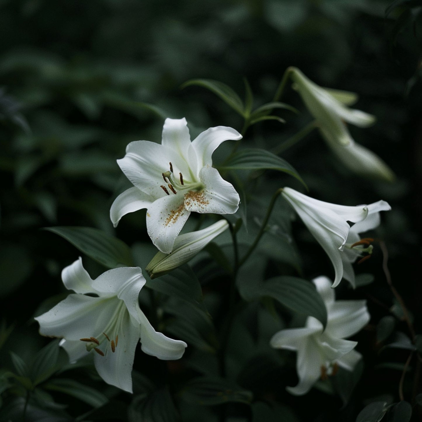 Botanica Gaia 100% Organic and Pure | White Lily Essential Oil | Lilium Candidum