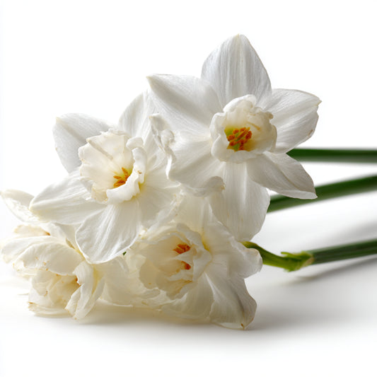 Botanica Gaia White Narcissus CO₂ Extract | Narcissus Poeticus | For Perfume, Skincare and Aromatherapy