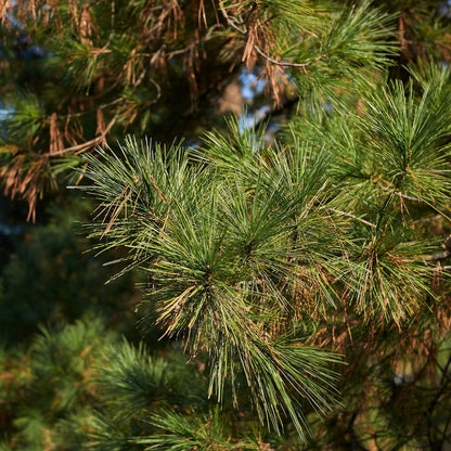 Botanica Gaia Wild White Pine Essential Oil | Pinus Strobus for Aromatherapy, Skin care and Perfume (Copy)