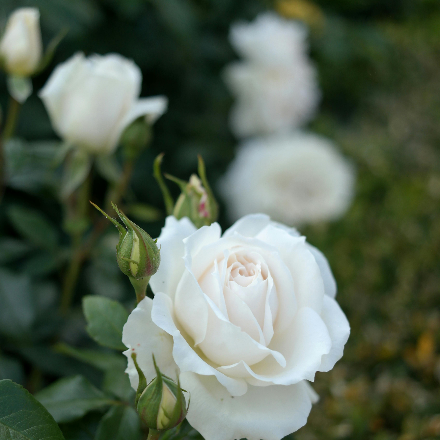 Botanica Gaia Hydrosol Toner White Rose | Artisan Distilled | Rosa x Alba