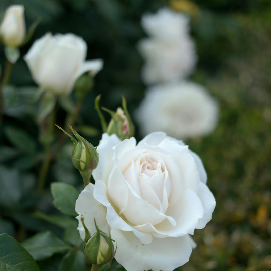 Bulgarian Hydrosol Toner White Rose (Rosa x Alba) – product image 2