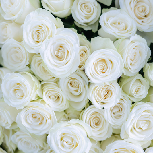 Hydrosol Toner White Rose (Rosa x Alba)