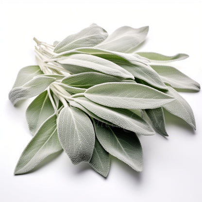 White Sage CO2 Essential Oil | Salvia Apiana | For aromatherapy and skin care