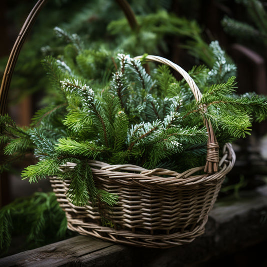 Botanica Gaia 100% Organic and Pure Wild White Spruce Essential Oil – product image 2