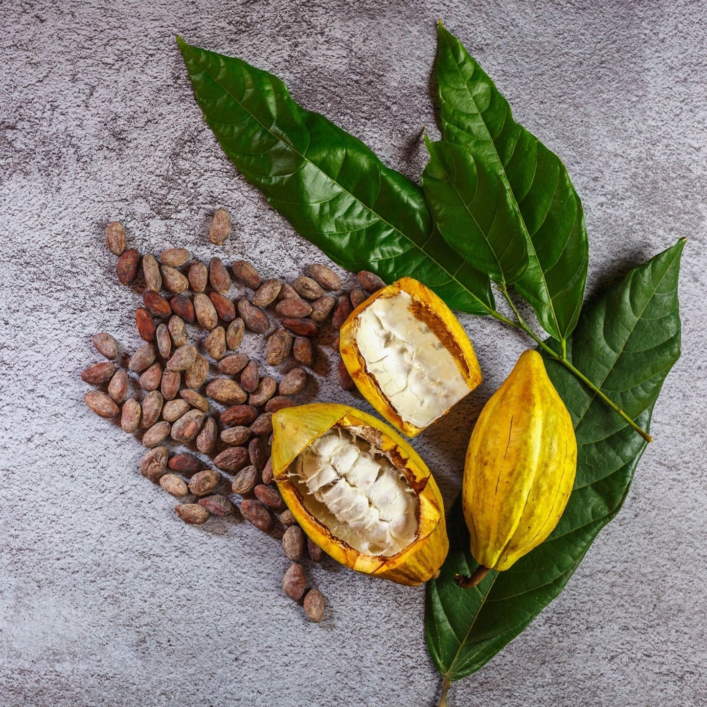 Botanica Gaia Bio White Cacao CO₂ Absolute | Supercritical CO2 Extraction | Theobroma cacao | Premium Quality | For Aromatherapy, Skincare and Perfume