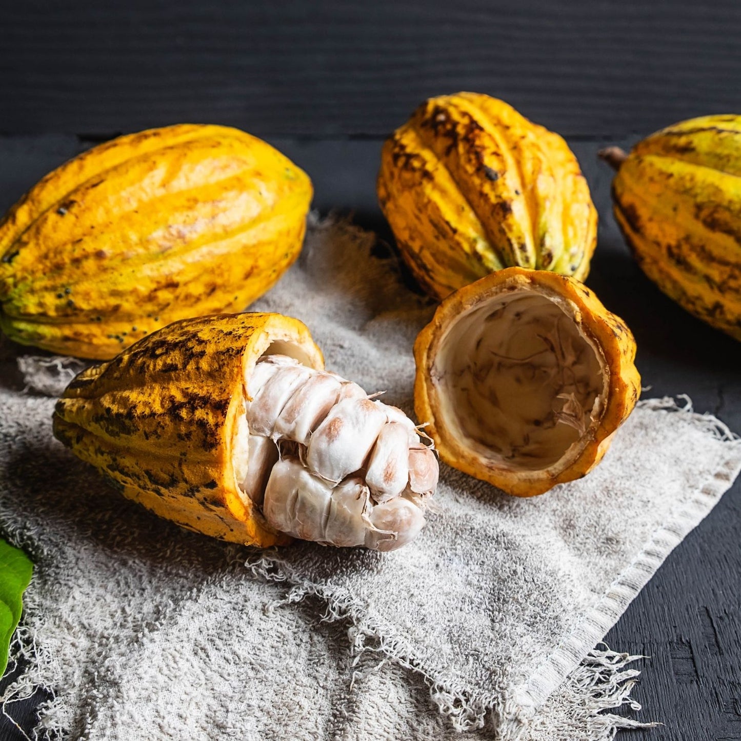 Botanica Gaia Bio White Cacao CO₂ Absolute | Supercritical CO2 Extraction | Theobroma cacao | Premium Quality | For Aromatherapy, Skincare and Perfume