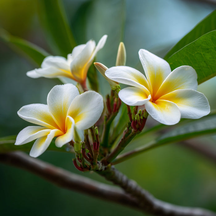 Organic Frangipani Flower Absolute Oil | Plumeria Alba | For Perfume, Incense and Aromatherapy