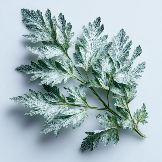 White Armoise Essential Oil – product image 2