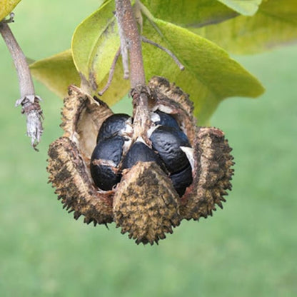 Botanica Gaia Bio Cape Chestnut Seed CO2 Extract Oil | Calodendrum Capense | For natural Skincare, UV protection and Haircare