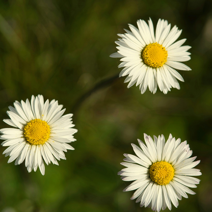 Botanica Gaia Yellow Chamomile CO₂ Absolute | Supercritical CO2 Extraction | Anthemis Nobilis | For Perfume, Skincare and Aromatherapy