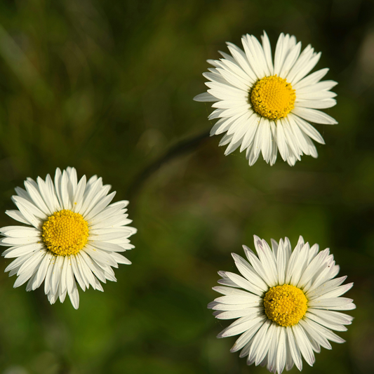 Yellow Chamomile CO₂ Extract (Anthemis Nobilis) – product image 2