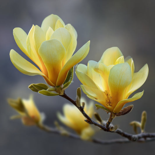 Yellow Magnolia Absolute – product image 2