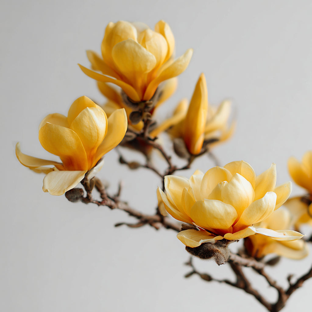 Yellow Magnolia Flower Wax CO₂ Extract – A Golden Floral Botanical Wax with Creamy Elegance