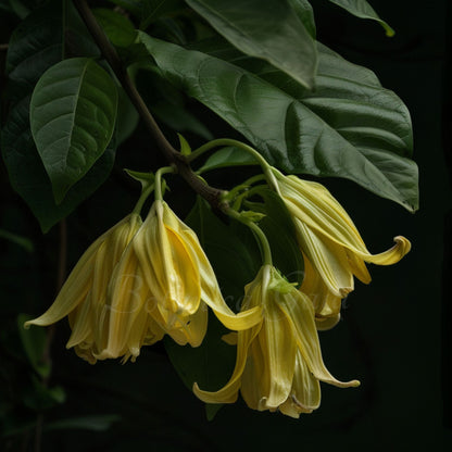 Ylang Ylang Extra Essential Oil | Cananga Odorata |