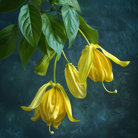 Ylang Ylang Extra Absolute Oil | Cananga Odorata | Intense floral aroma