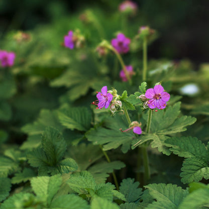 Botanica Gaia Bio Zdravets CO₂ Absolute | Geranium Macrorrhizum | Supercritical CO2 Extraction | Premium Quality | For Aromatherapy, Skincare and Perfume