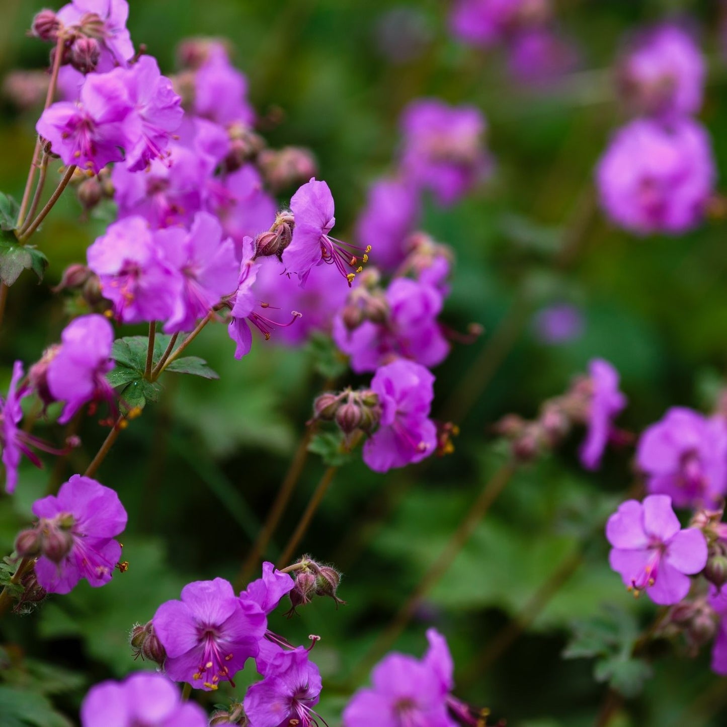 Botanica Gaia Bio Zdravets CO₂ Absolute | Geranium Macrorrhizum | Supercritical CO2 Extraction | Premium Quality | For Aromatherapy, Skincare and Perfume