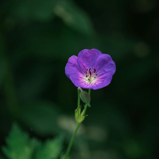Zdravets Total CO₂ Extract (Geranium Macrorrhizum) – product image 2