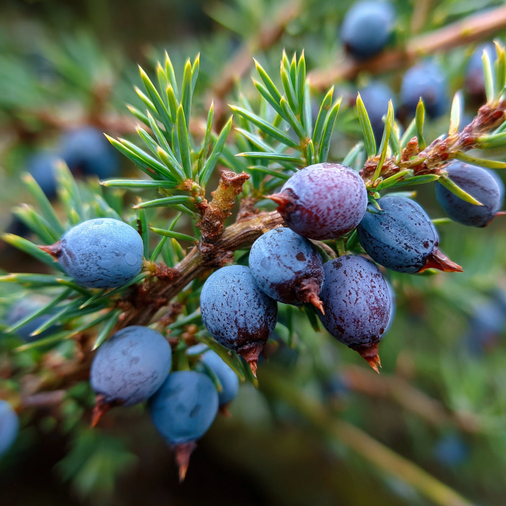 Botanica Gaia Bio Mexican Cedarwood Essential Oil | Juniperus mexicana |  The Deep, Smoky Cedarwood of Serenity and Strength