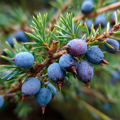 Botanica Gaia Bio Creeping Juniper Essential Oil | Juniperus Horizontalis | For Cellulite massage blends.