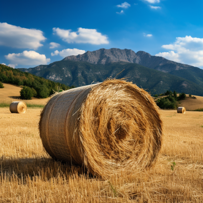 Wild Sweetgrass Absolute. Premium Quality. Hierochloe Odorata.
