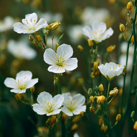 Meadowfoam Seed Oil Infused – product image 2